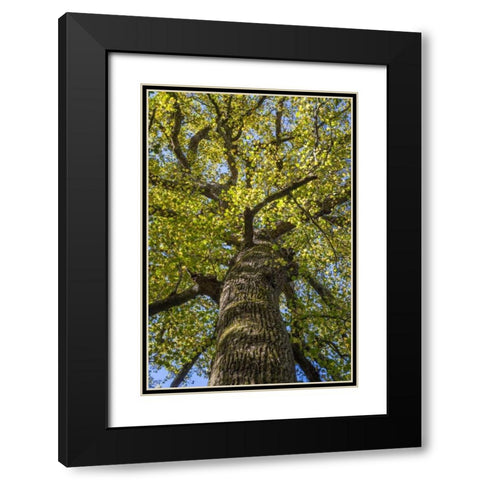 North Carolina Poplar in Joyce Kilmer Forest Black Modern Wood Framed Art Print with Double Matting by Paulson, Don