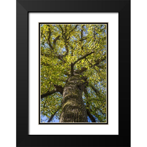 North Carolina Poplar in Joyce Kilmer Forest Black Modern Wood Framed Art Print with Double Matting by Paulson, Don