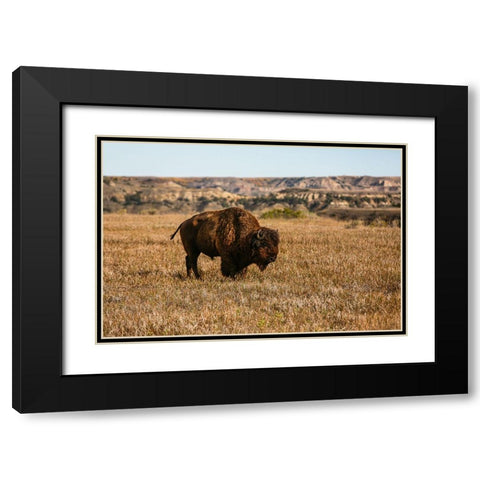 Theodore Roosevelt National Park-North Dakota-USA Badlands bison Black Modern Wood Framed Art Print with Double Matting by Sienda, Jolly