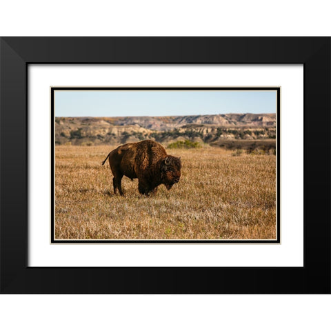 Theodore Roosevelt National Park-North Dakota-USA Badlands bison Black Modern Wood Framed Art Print with Double Matting by Sienda, Jolly