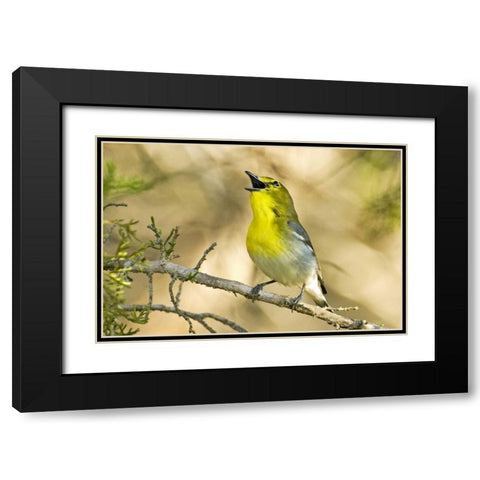 TX, Balcones Canyon Yellow-throated vireo sings Black Modern Wood Framed Art Print with Double Matting by Welling, Dave