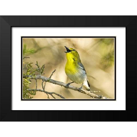 TX, Balcones Canyon Yellow-throated vireo sings Black Modern Wood Framed Art Print with Double Matting by Welling, Dave