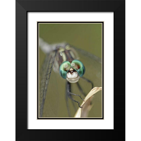 Texas, McMullen County Dragonflys head Black Modern Wood Framed Art Print with Double Matting by Illg, Cathy and Gordon