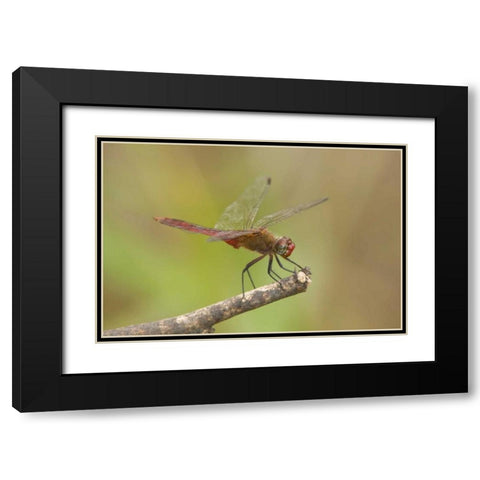 TX, Bentsen Male red-tailed pennant dragonfly Black Modern Wood Framed Art Print with Double Matting by Welling, Dave