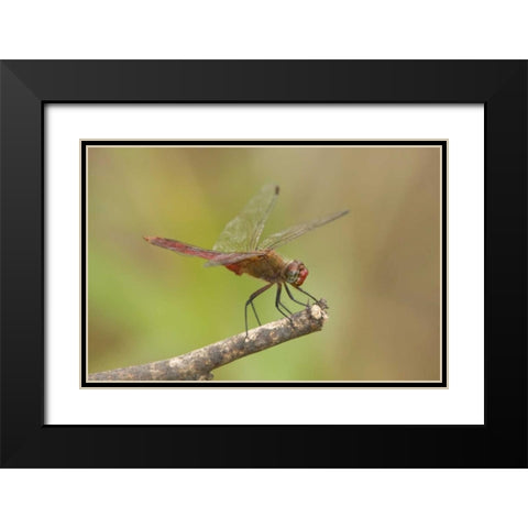 TX, Bentsen Male red-tailed pennant dragonfly Black Modern Wood Framed Art Print with Double Matting by Welling, Dave