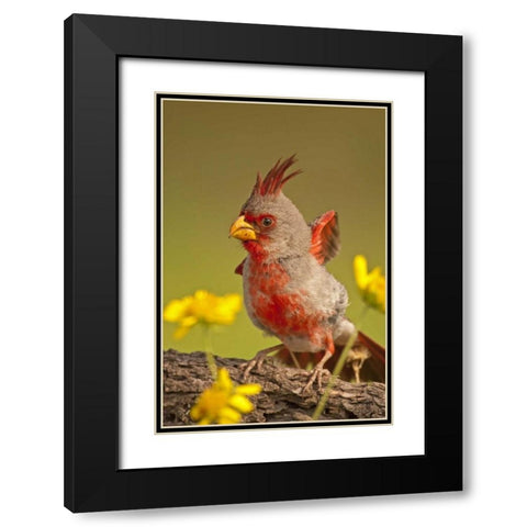 Texas, Hidalgo County Male pyrrhuloxia bird Black Modern Wood Framed Art Print with Double Matting by Illg, Cathy and Gordon