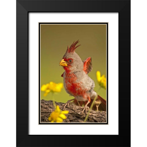 Texas, Hidalgo County Male pyrrhuloxia bird Black Modern Wood Framed Art Print with Double Matting by Illg, Cathy and Gordon