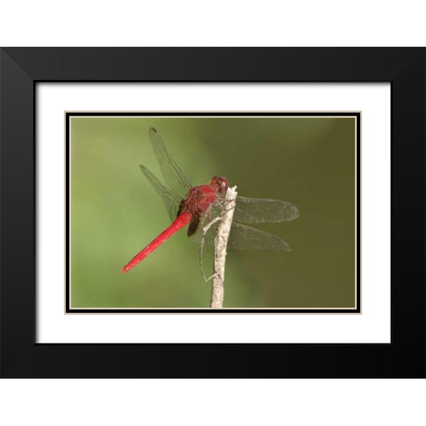 TX, Santa Ana NWR Male claret pondhawk dragonfly Black Modern Wood Framed Art Print with Double Matting by Welling, Dave