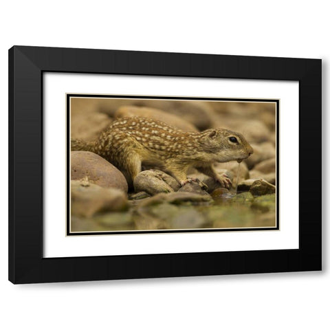 Texas, Hidalgo Mexican ground squirrel drinking Black Modern Wood Framed Art Print with Double Matting by Illg, Cathy and Gordon