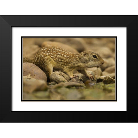 Texas, Hidalgo Mexican ground squirrel drinking Black Modern Wood Framed Art Print with Double Matting by Illg, Cathy and Gordon