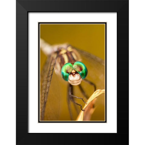 Texas-McMullen County Close-up of dragonfly Black Modern Wood Framed Art Print with Double Matting by Jaynes Gallery
