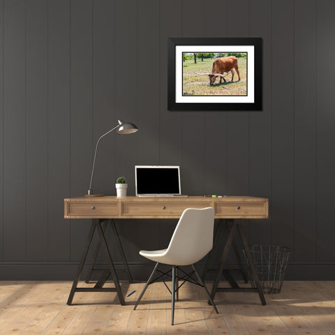 Marble Falls-Texas-USA-Longhorn cattle in the Texas Hill Country Black Modern Wood Framed Art Print with Double Matting by Wilson, Emily M.