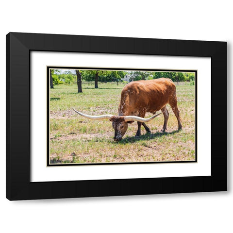 Marble Falls-Texas-USA-Longhorn cattle in the Texas Hill Country Black Modern Wood Framed Art Print with Double Matting by Wilson, Emily M.