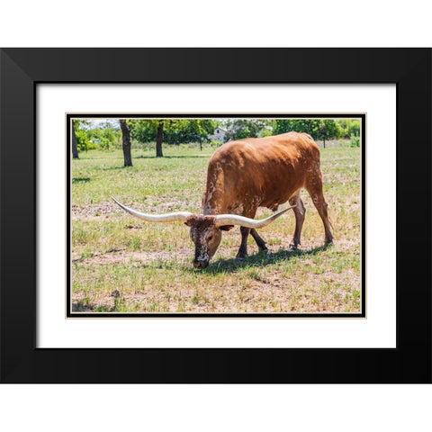 Marble Falls-Texas-USA-Longhorn cattle in the Texas Hill Country Black Modern Wood Framed Art Print with Double Matting by Wilson, Emily M.