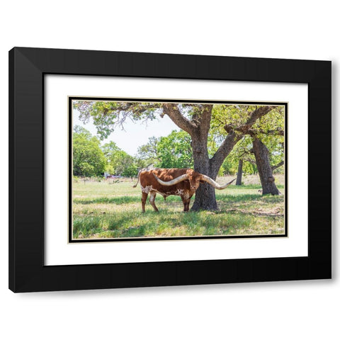 Marble Falls-Texas-USA-Longhorn cattle in the Texas Hill Country Black Modern Wood Framed Art Print with Double Matting by Wilson, Emily M.