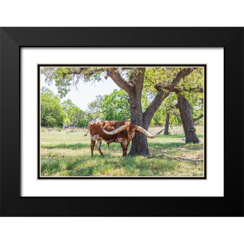 Marble Falls-Texas-USA-Longhorn cattle in the Texas Hill Country Black Modern Wood Framed Art Print with Double Matting by Wilson, Emily M.
