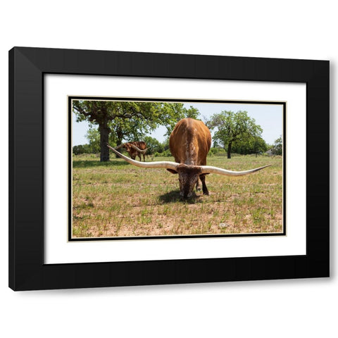 Marble Falls-Texas-USA-Longhorn cattle in the Texas Hill Country Black Modern Wood Framed Art Print with Double Matting by Wilson, Emily M.