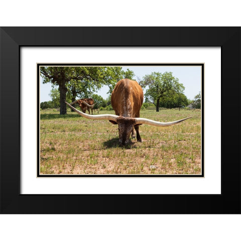 Marble Falls-Texas-USA-Longhorn cattle in the Texas Hill Country Black Modern Wood Framed Art Print with Double Matting by Wilson, Emily M.