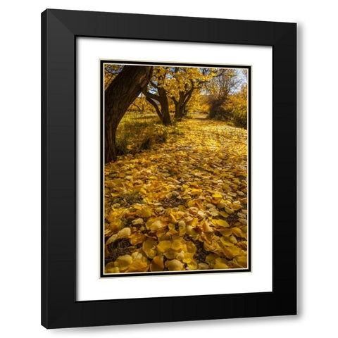 UT, Capitol Reef Fremont River Trail in autumn Black Modern Wood Framed Art Print with Double Matting by Illg, Cathy and Gordon