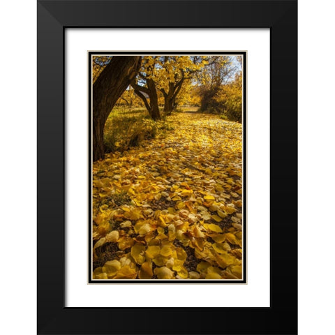 UT, Capitol Reef Fremont River Trail in autumn Black Modern Wood Framed Art Print with Double Matting by Illg, Cathy and Gordon