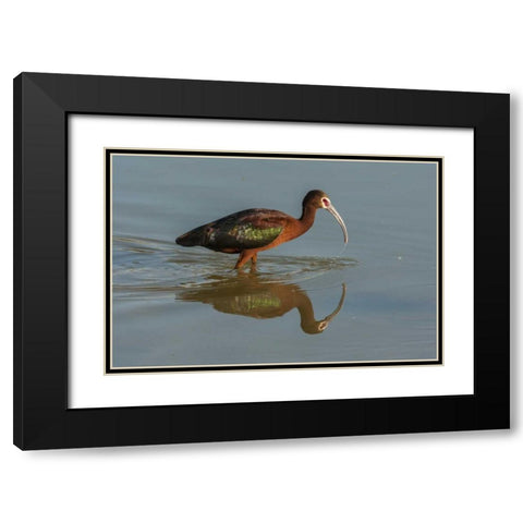 Utah, Bear River NWR White-faced ibis feeding Black Modern Wood Framed Art Print with Double Matting by Illg, Cathy and Gordon