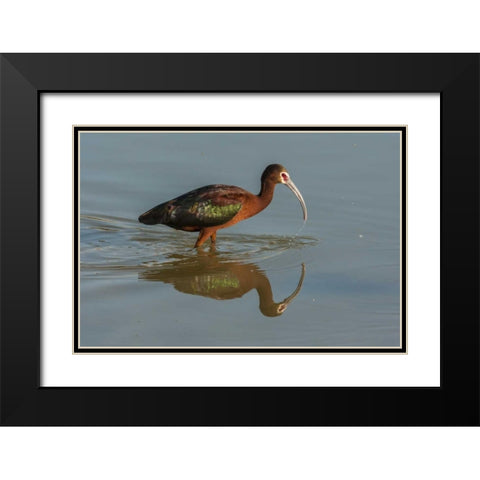 Utah, Bear River NWR White-faced ibis feeding Black Modern Wood Framed Art Print with Double Matting by Illg, Cathy and Gordon