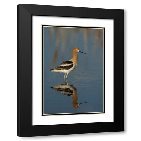 Utah, Bear River NWR American avocet wading Black Modern Wood Framed Art Print with Double Matting by Illg, Cathy and Gordon