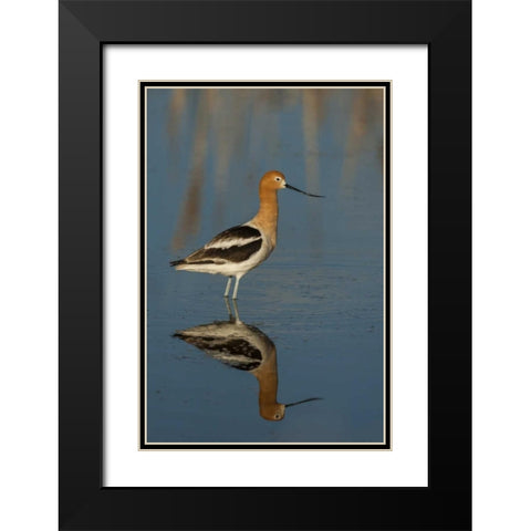 Utah, Bear River NWR American avocet wading Black Modern Wood Framed Art Print with Double Matting by Illg, Cathy and Gordon