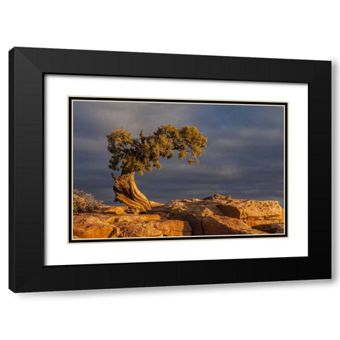 Utah, Dead Horse Point Sunrise on juniper tree Black Modern Wood Framed Art Print with Double Matting by Illg, Cathy and Gordon