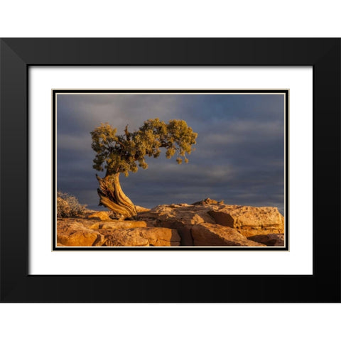 Utah, Dead Horse Point Sunrise on juniper tree Black Modern Wood Framed Art Print with Double Matting by Illg, Cathy and Gordon