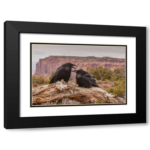 USA, Utah, Canyonlands NP Pair of ravens on log Black Modern Wood Framed Art Print with Double Matting by Illg, Cathy and Gordon