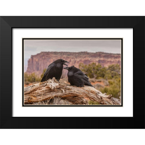 USA, Utah, Canyonlands NP Pair of ravens on log Black Modern Wood Framed Art Print with Double Matting by Illg, Cathy and Gordon
