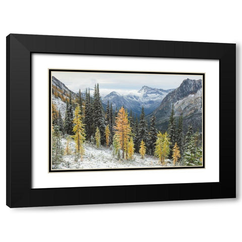 Larches displaying golden autumn color after fresh snowfall at Cutthroat Pass Black Modern Wood Framed Art Print with Double Matting by Majchrowicz, Alan
