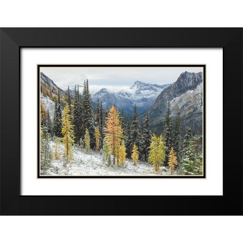 Larches displaying golden autumn color after fresh snowfall at Cutthroat Pass Black Modern Wood Framed Art Print with Double Matting by Majchrowicz, Alan