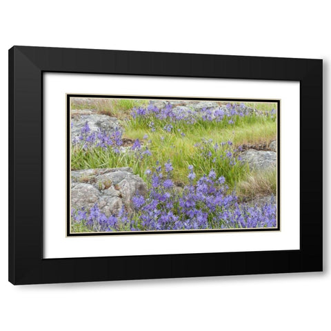 WA, Yellow Island Flowers surround boulders Black Modern Wood Framed Art Print with Double Matting by Paulson, Don