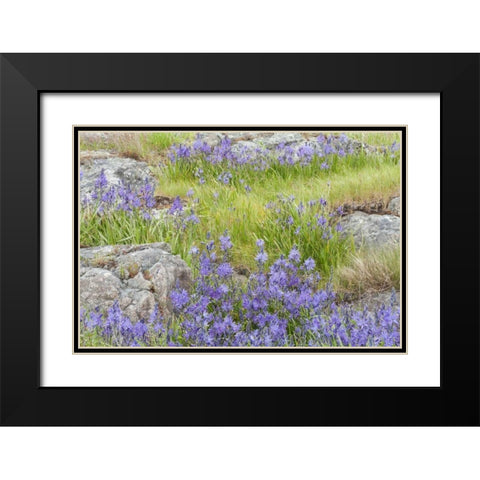 WA, Yellow Island Flowers surround boulders Black Modern Wood Framed Art Print with Double Matting by Paulson, Don