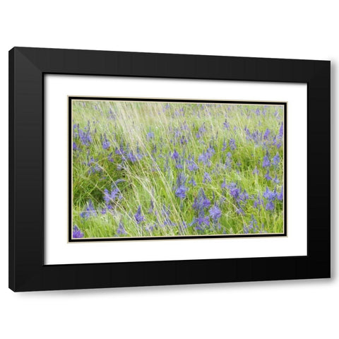 WA, San Juans Yellow Island Flowers amid grass Black Modern Wood Framed Art Print with Double Matting by Paulson, Don