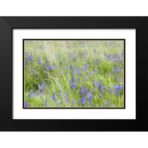 WA, San Juans Yellow Island Flowers amid grass Black Modern Wood Framed Art Print with Double Matting by Paulson, Don
