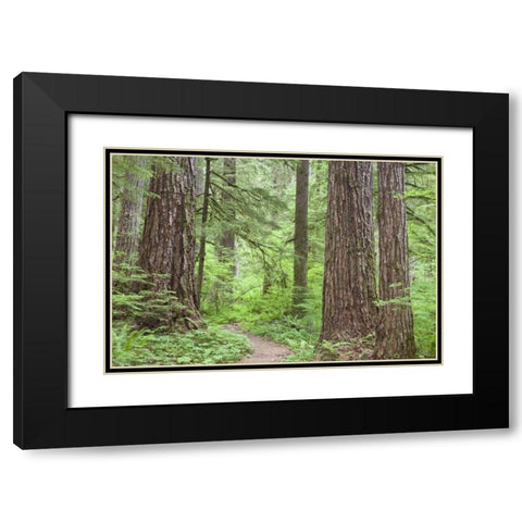 Washington, Olympic NF Trail through the forest Black Modern Wood Framed Art Print with Double Matting by Paulson, Don