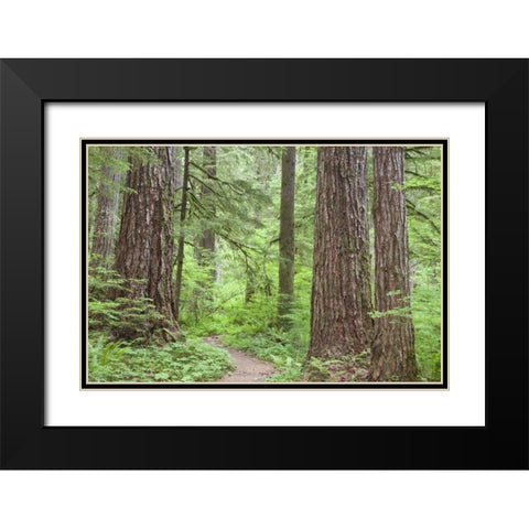 Washington, Olympic NF Trail through the forest Black Modern Wood Framed Art Print with Double Matting by Paulson, Don