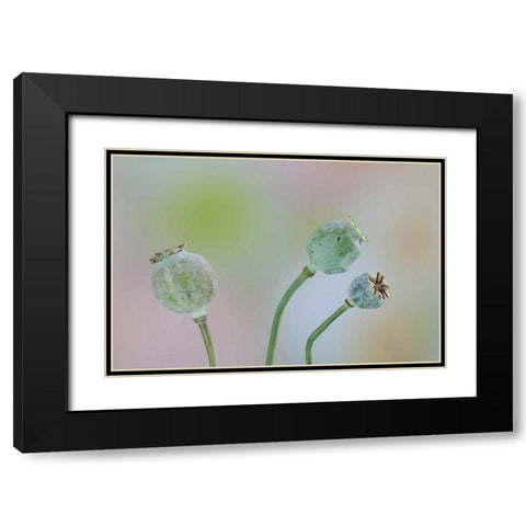Washington Colorful poppy seed heads on stems Black Modern Wood Framed Art Print with Double Matting by Paulson, Don