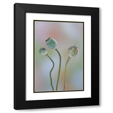 Washington Colorful poppy seed heads on stems Black Modern Wood Framed Art Print with Double Matting by Paulson, Don