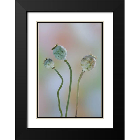 Washington Colorful poppy seed heads on stems Black Modern Wood Framed Art Print with Double Matting by Paulson, Don