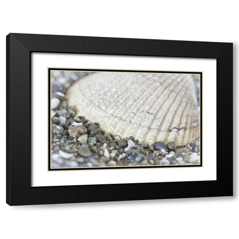 Washington, Seabeck Cockle shell in Hood Canal Black Modern Wood Framed Art Print with Double Matting by Paulson, Don