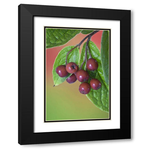 Washington Cotoneaster berries on the vine Black Modern Wood Framed Art Print with Double Matting by Paulson, Don