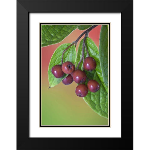 Washington Cotoneaster berries on the vine Black Modern Wood Framed Art Print with Double Matting by Paulson, Don