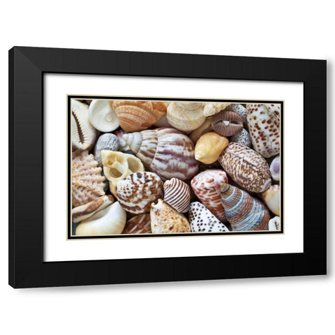 Washington Close-up of collection of sea shells Black Modern Wood Framed Art Print with Double Matting by Paulson, Don