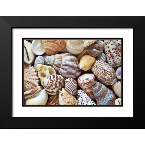 Washington Close-up of collection of sea shells Black Modern Wood Framed Art Print with Double Matting by Paulson, Don