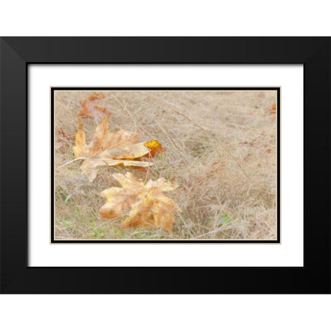 USA, Washington, Quinault Maple leaves in grass Black Modern Wood Framed Art Print with Double Matting by Paulson, Don