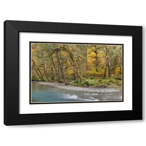 Washington Quinault River in the Olympic NP Black Modern Wood Framed Art Print with Double Matting by Paulson, Don
